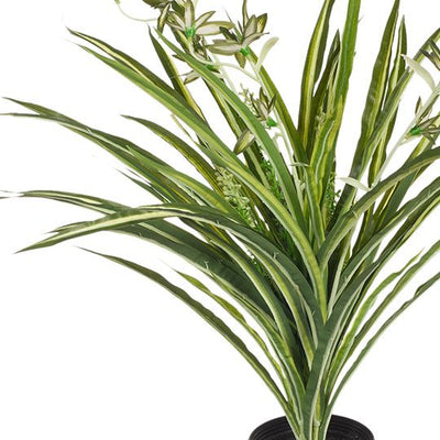 6 x Spider Plant in Pot