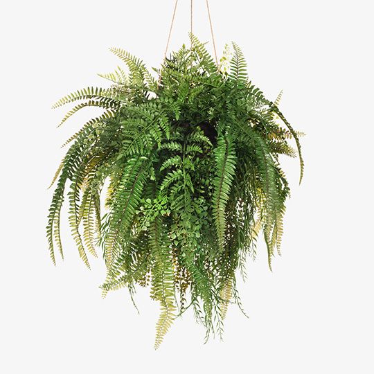 1 x Fern Mixed Ball Hanging