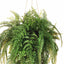 1 x Fern Mixed Ball Hanging