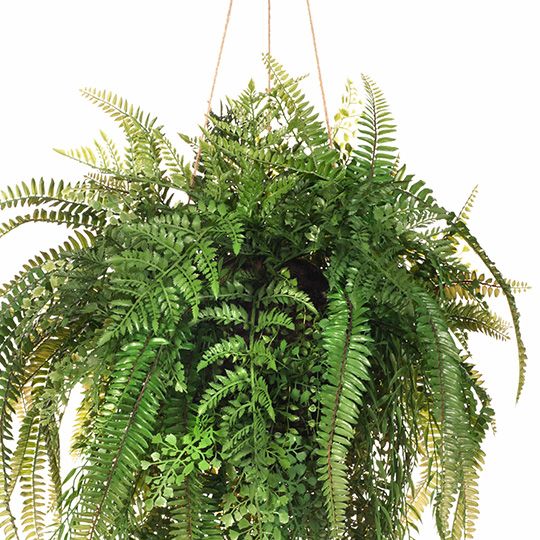 1 x Fern Mixed Ball Hanging