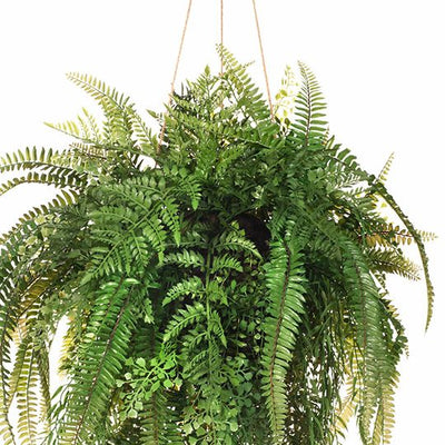 1 x Fern Mixed Ball Hanging