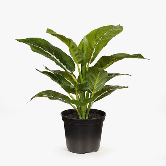 6 x Evergreen in Pot