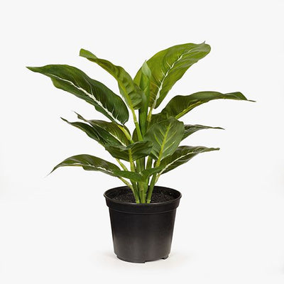 6 x Evergreen in Pot