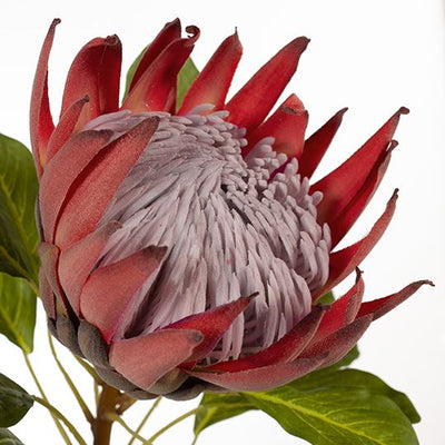 6 x Protea King