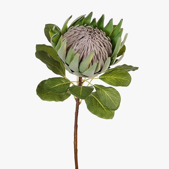 6 x Protea King