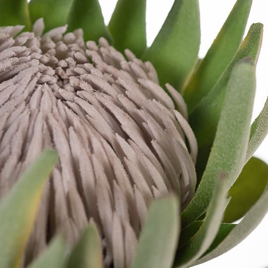 6 x Protea King