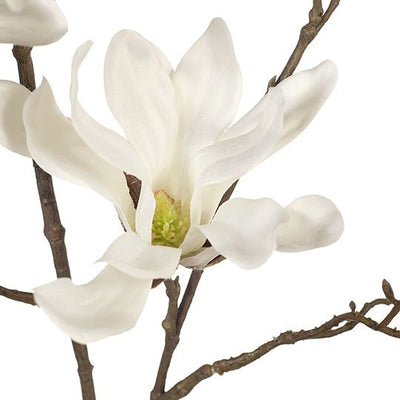 12 x Magnolia Japanese Spray