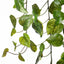 4 x Pothos Hanging Bush