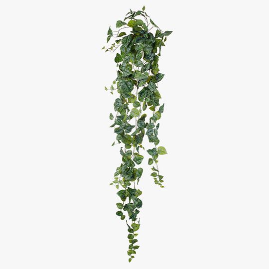 4 x Scindapsus Hanging Bush