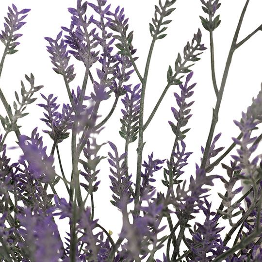 12 x Lavender Bush