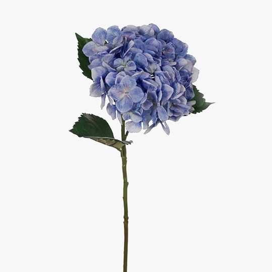 12 x Hydrangea