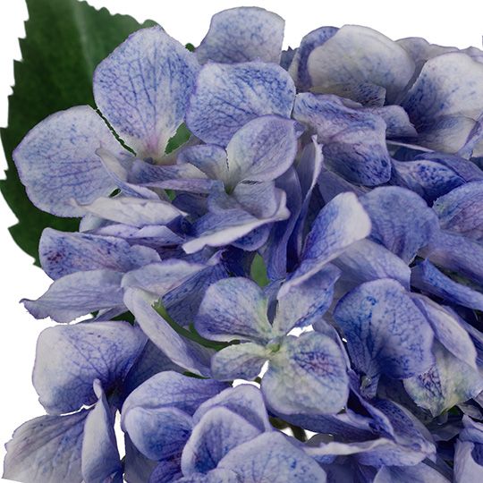 12 x Hydrangea