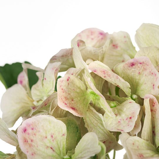 12 x Hydrangea