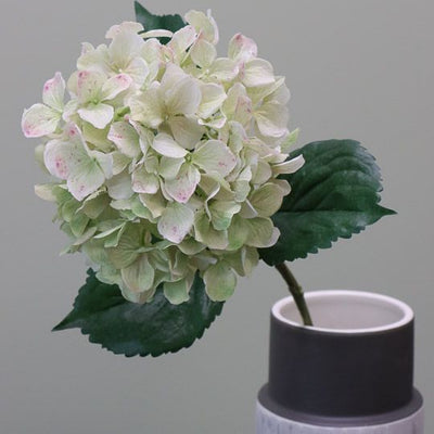 12 x Hydrangea