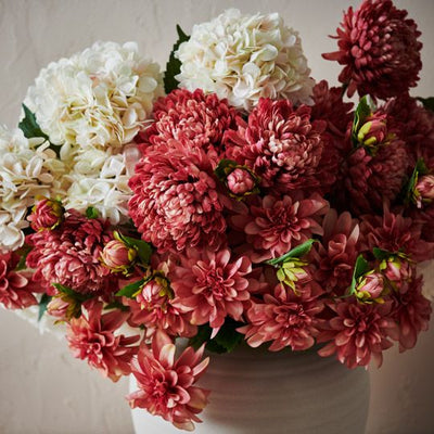 12 x Dahlia Pompon