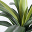2 x Yucca Plant