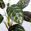 12 x Calathea Bush