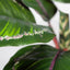 4 x Calathea Plant