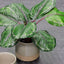 4 x Calathea Plant