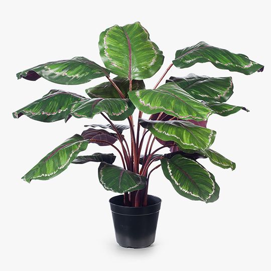 2 x Calathea Plant