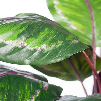 2 x Calathea Plant