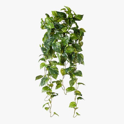 4 x Pothos Hanging Bush