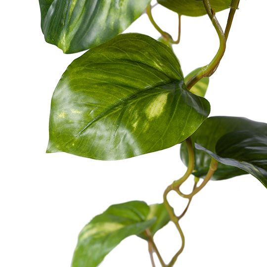 4 x Pothos Hanging Bush