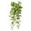 4 x Pothos Marble Hanging Bush
