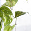 4 x Pothos Marble Hanging Bush