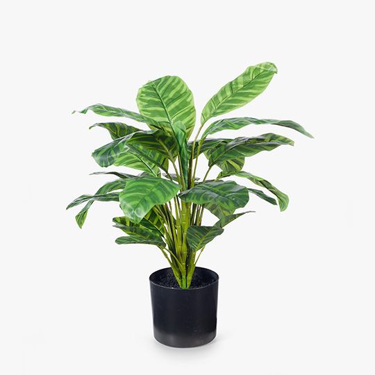 Calathea Plant Pack of 4