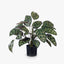 4 x Calathea Plant
