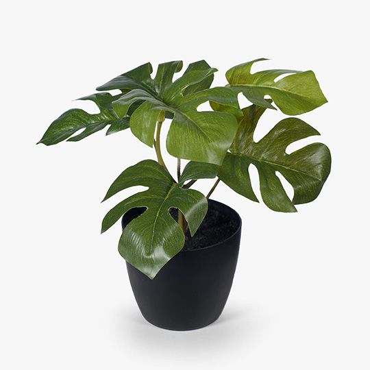 12 x Monstera in Pot