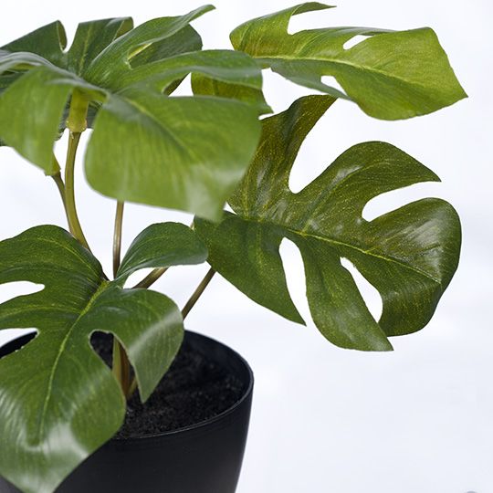 12 x Monstera in Pot