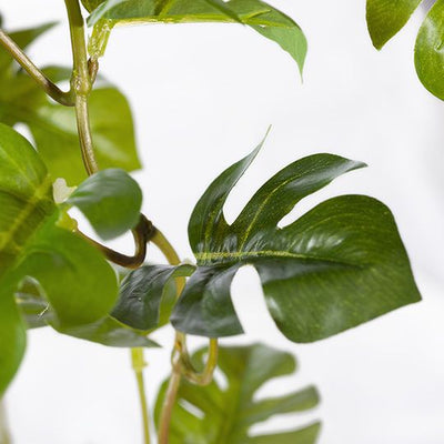 4 x Monstera Hanging Bush