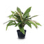 2 x Cordyline Plant