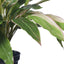 2 x Cordyline Plant