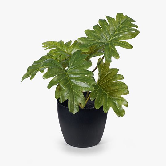 12 x Philodendron Selloum in Pot