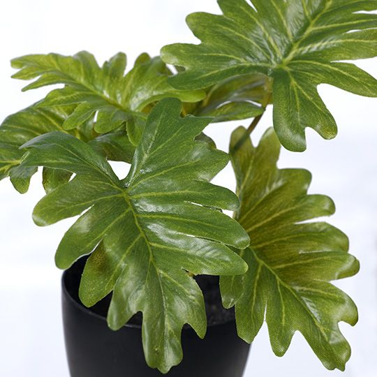 12 x Philodendron Selloum in Pot