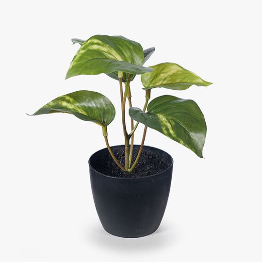 12 x Pothos in Pot