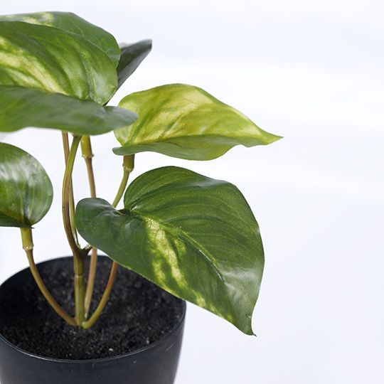 12 x Pothos in Pot