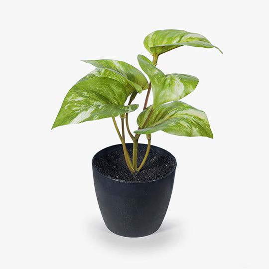 12 x Pothos Marble in Pot