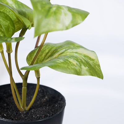 12 x Pothos Marble in Pot