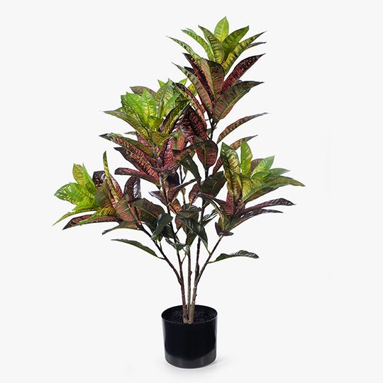 2 x Croton Plant