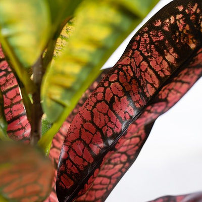 2 x Croton Plant