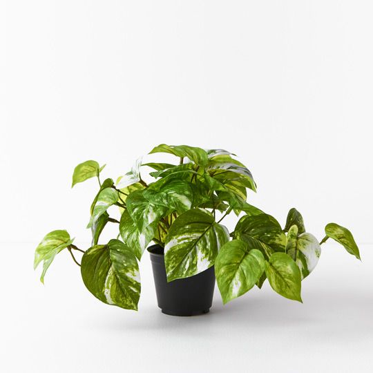 6 x Pothos Marble in Pot