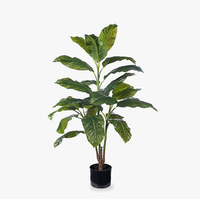 2 x Evergreen Plant