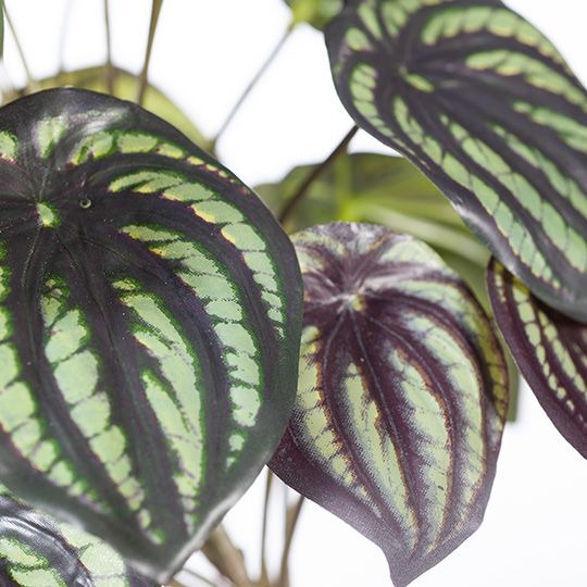 6 x Peperomia Watermelon in Pot