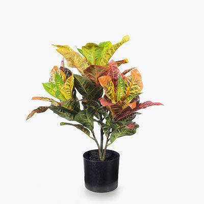 2 x Croton Plant