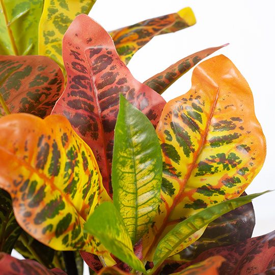 2 x Croton Plant