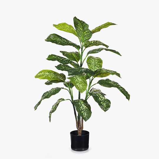 2 x Dieffenbachia Plant